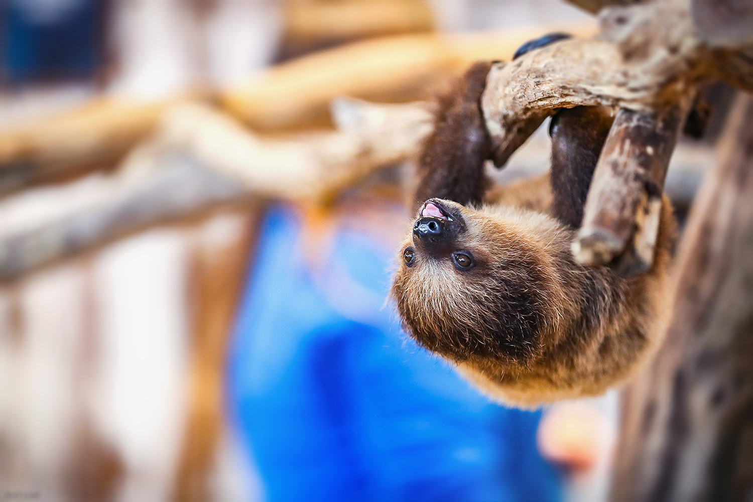 Coconut, a baby sloth from the Aquarium’s Animal Encounters exhibit, was a big draw during a recent Facebook Live episode.