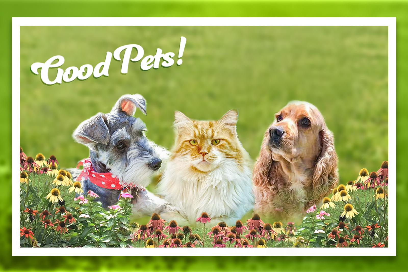 collage of three pets