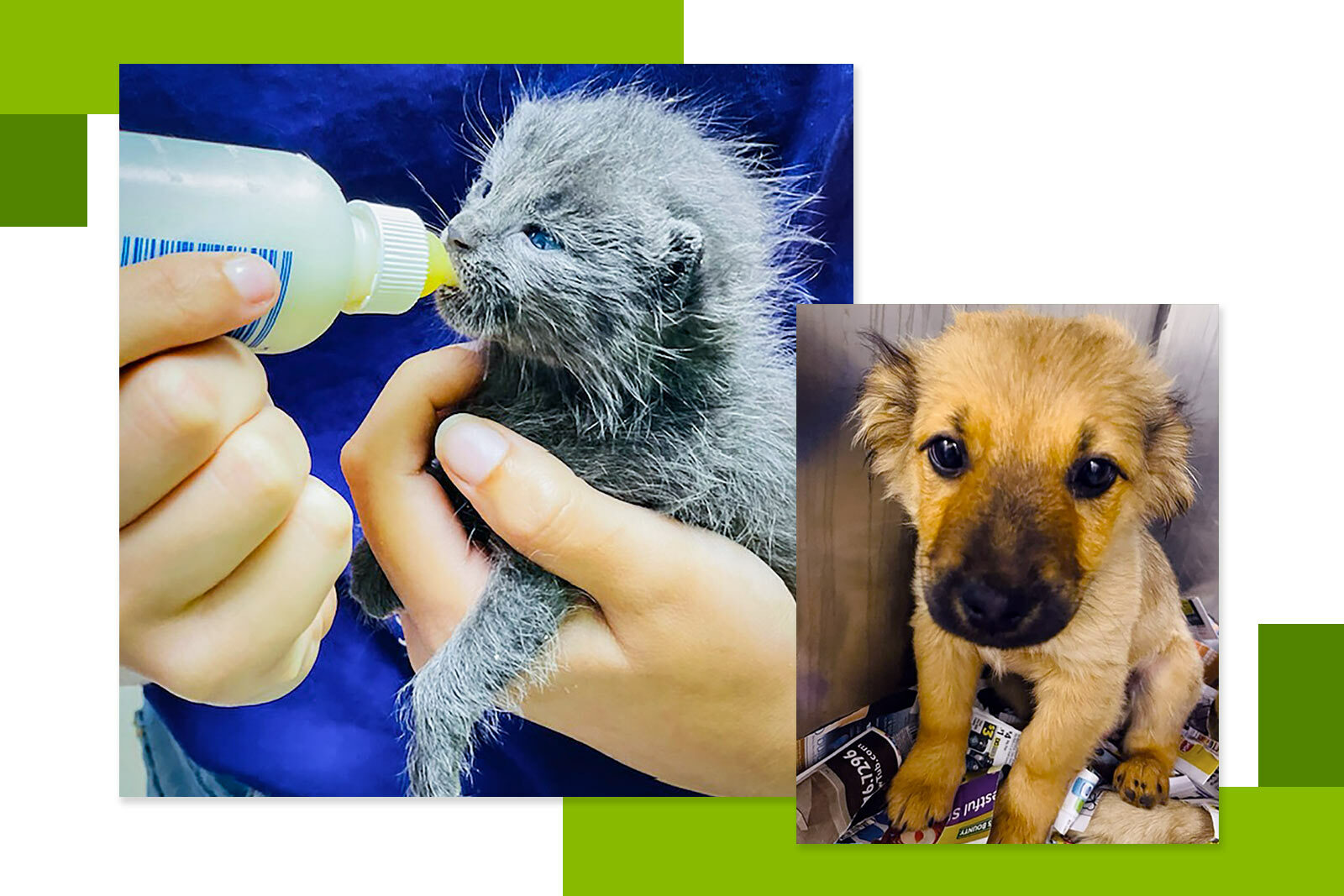 photos of a kitten being bottle fed and a puppy...