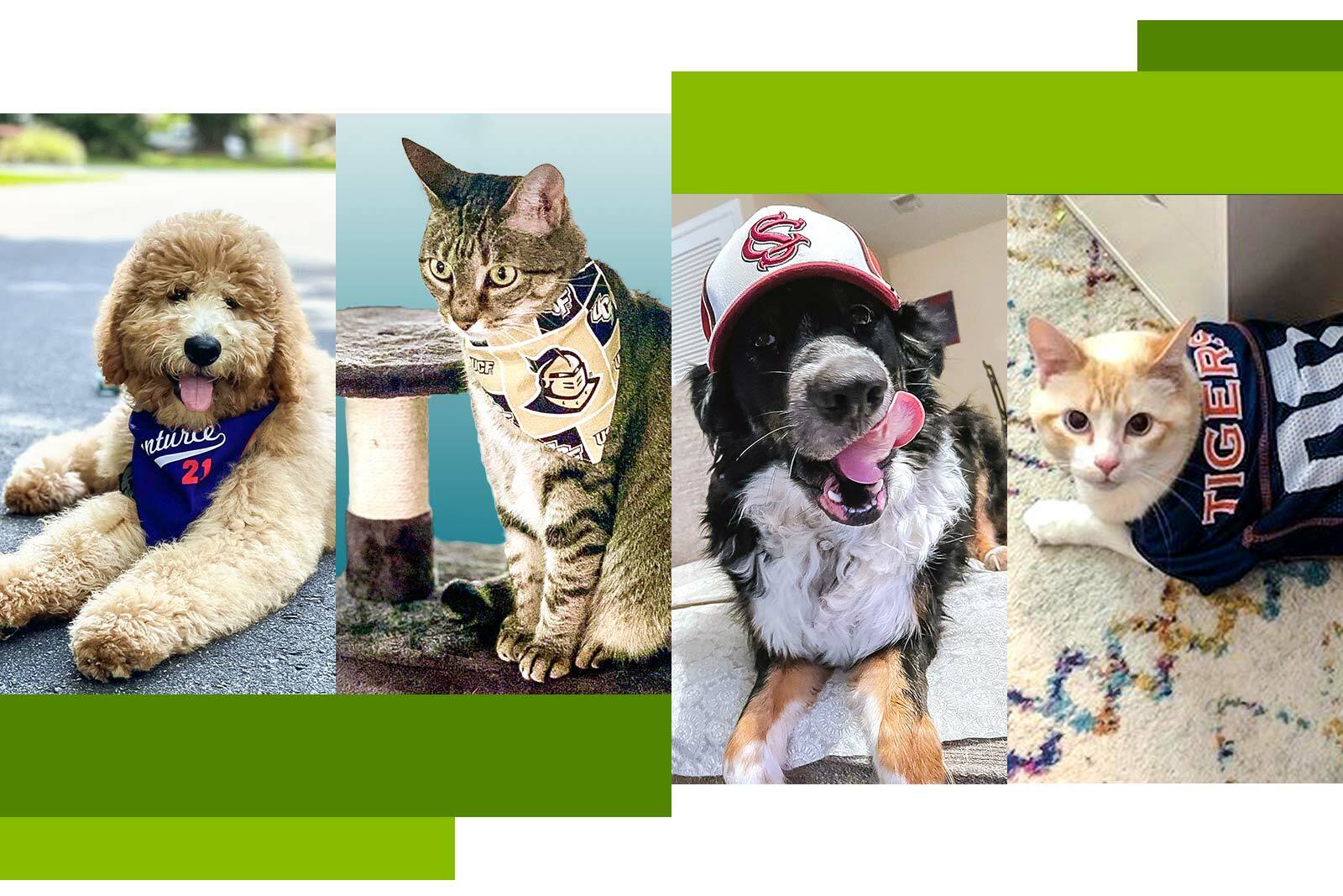 collection of pet photos.