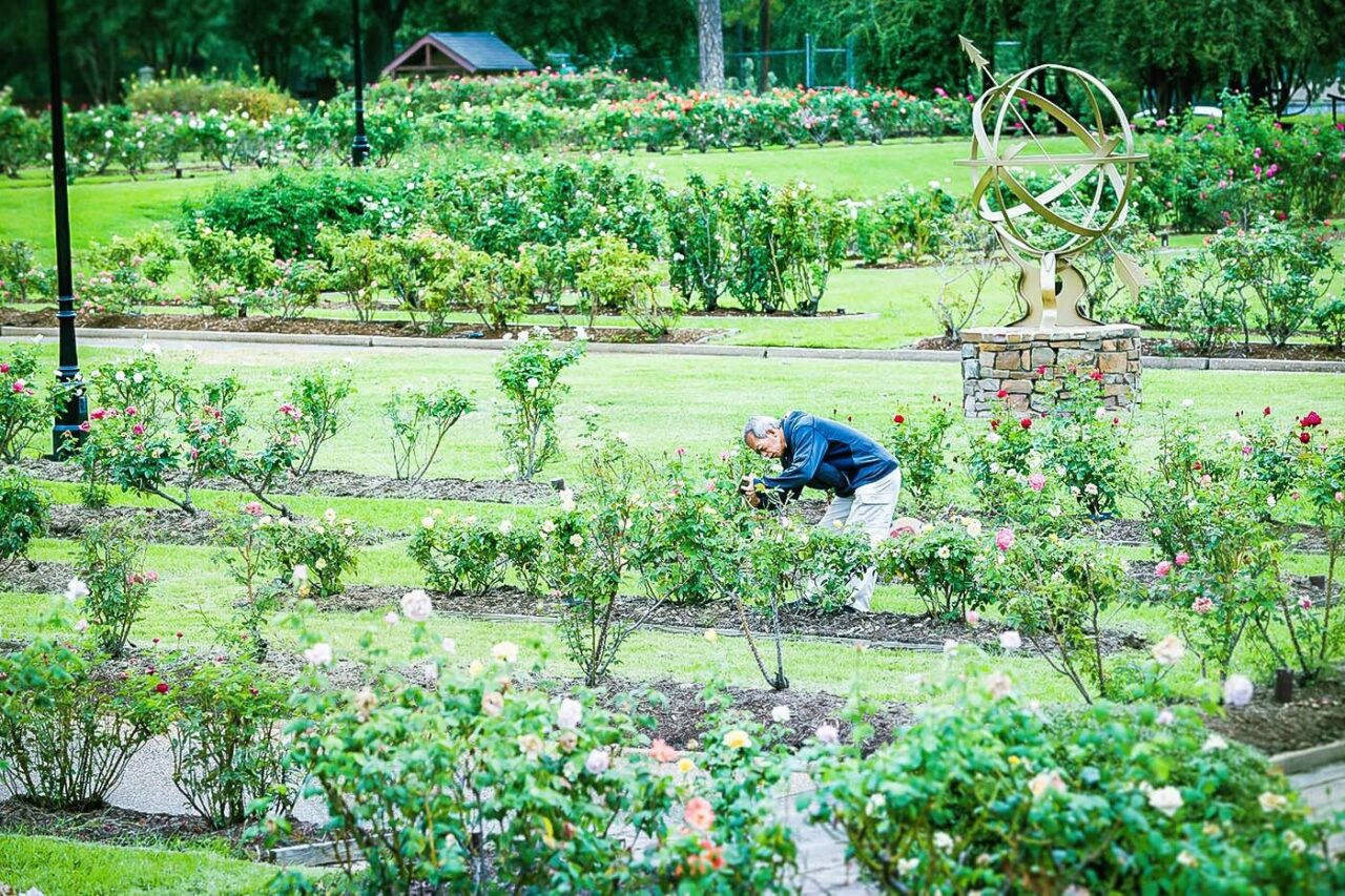 Tyler Municipal Rose Garden visitor-edit