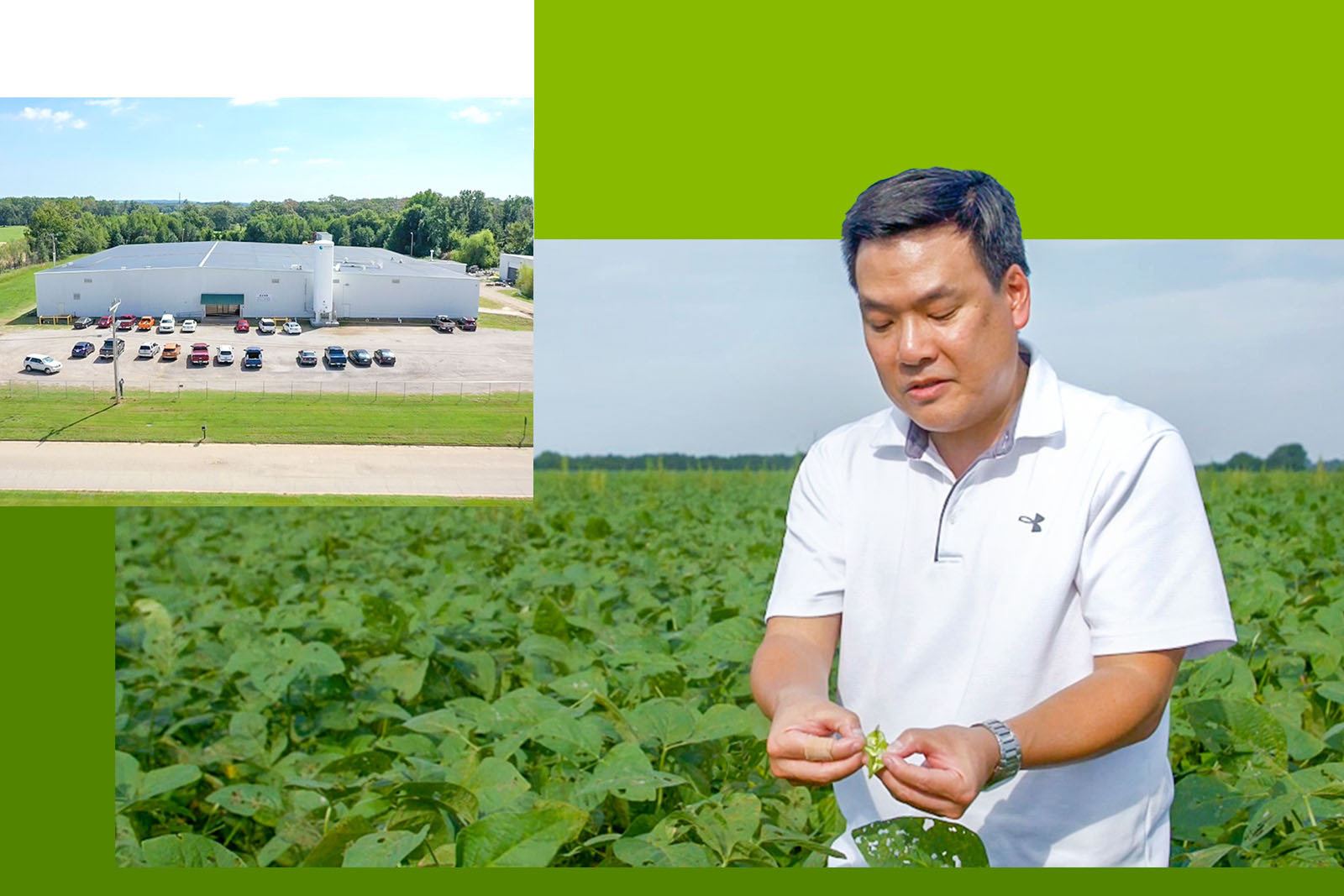 man in field of edamame