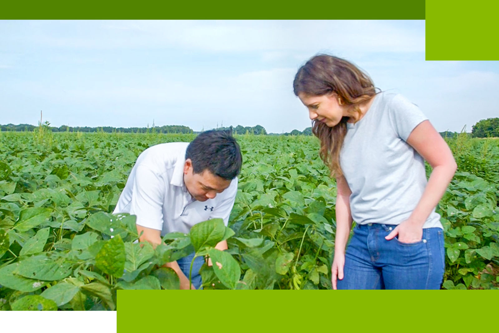 two people in edamame field