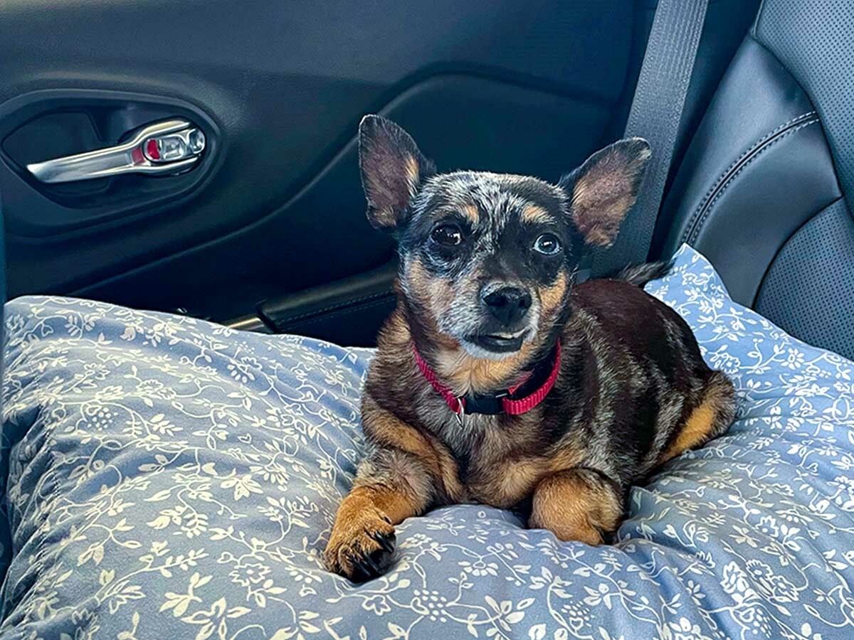 Good Pets: They’re Back - Doing More Today