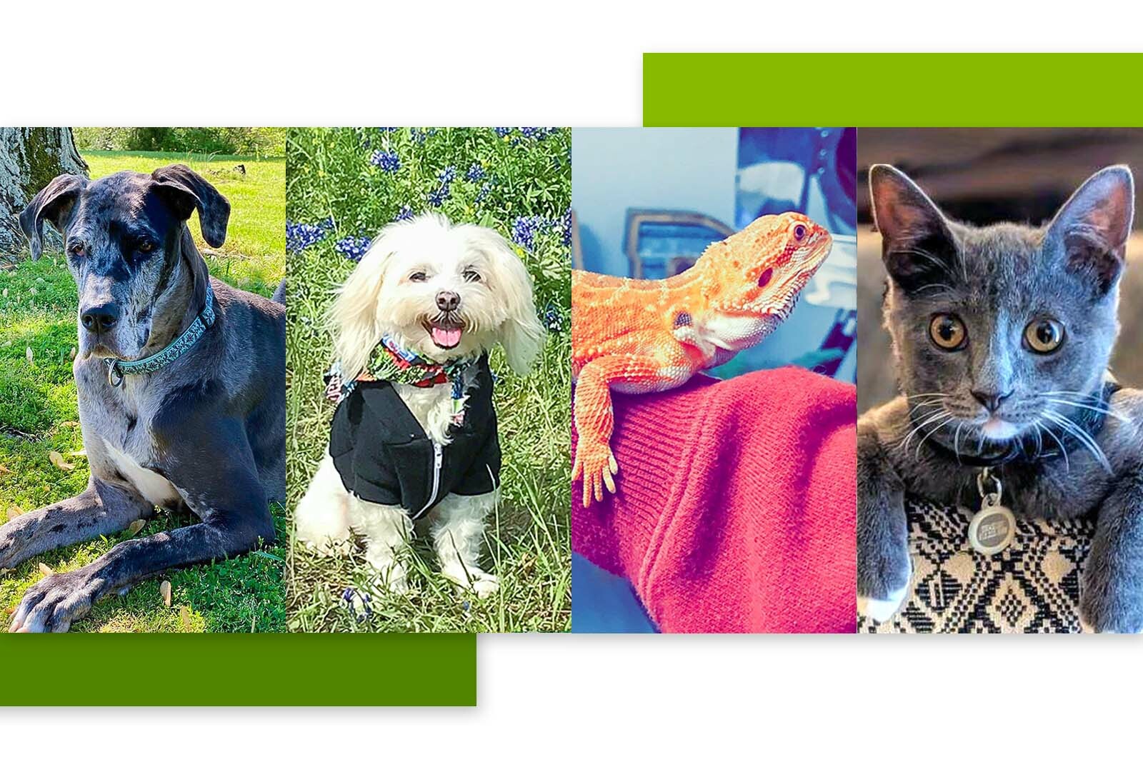 photos of pets. A Great Dane, a Bichon Frisé, a...