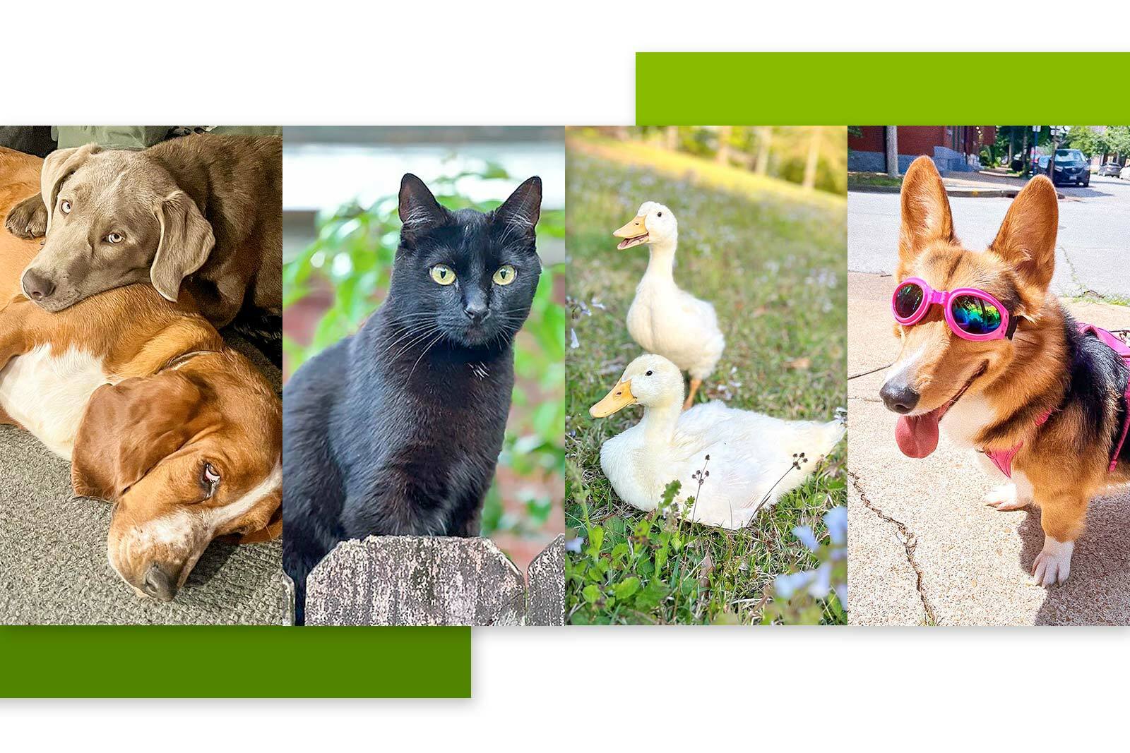 4 photos of pets. Two dogs cuddling with one another,...