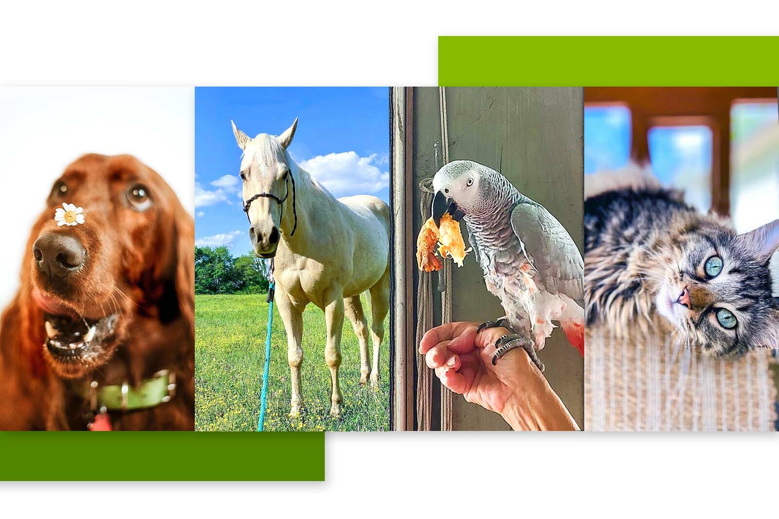 Photos of a brown long haired dog with a daisy...