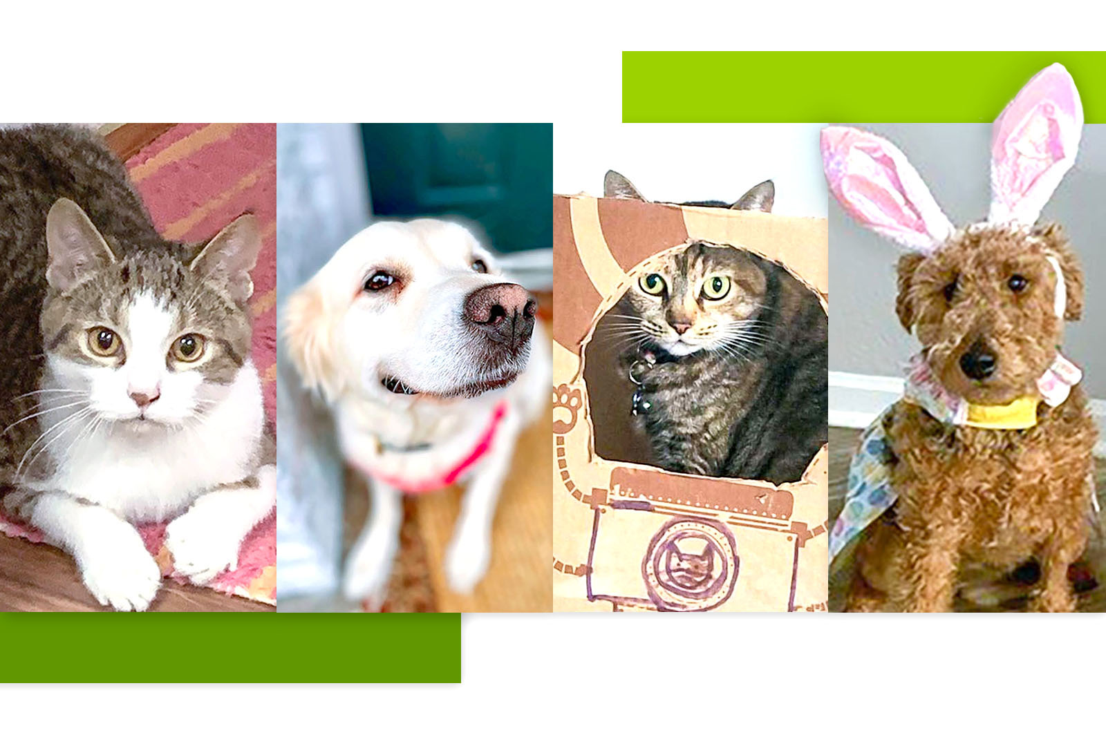 Gorgeous white-gray cat posing at the camera, an adorable white...