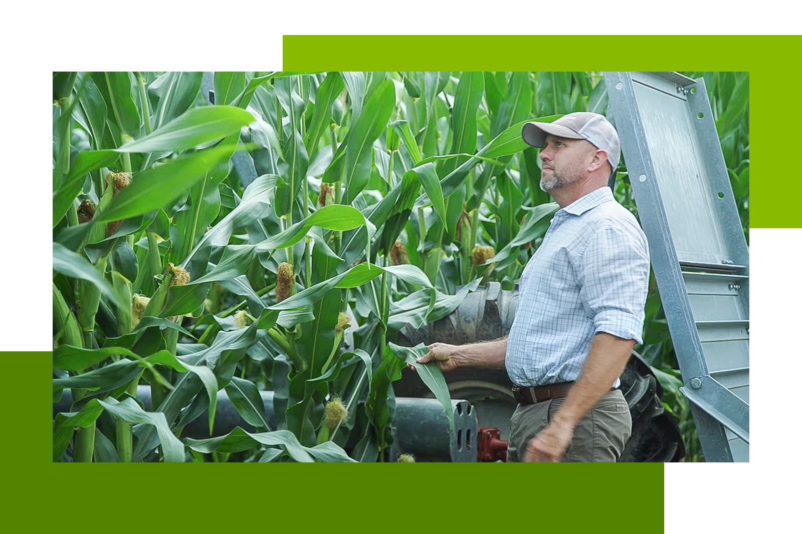 Man standing in the cornfield