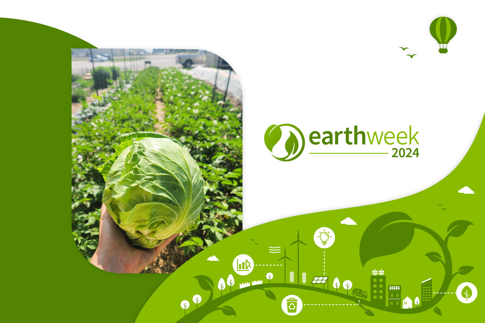 A person's hand holding a head of lettuce with planted...