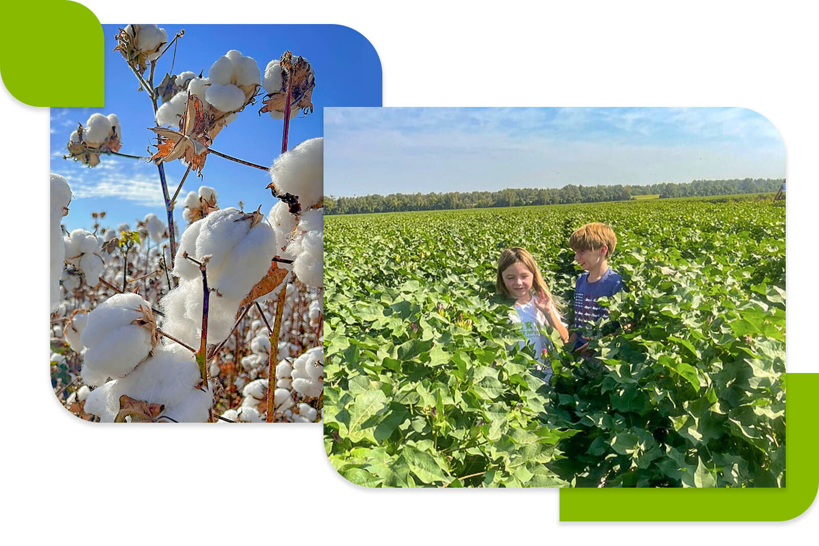 Photo collage of a close up shot of a cottton plant and two children in a field with high leaves. 