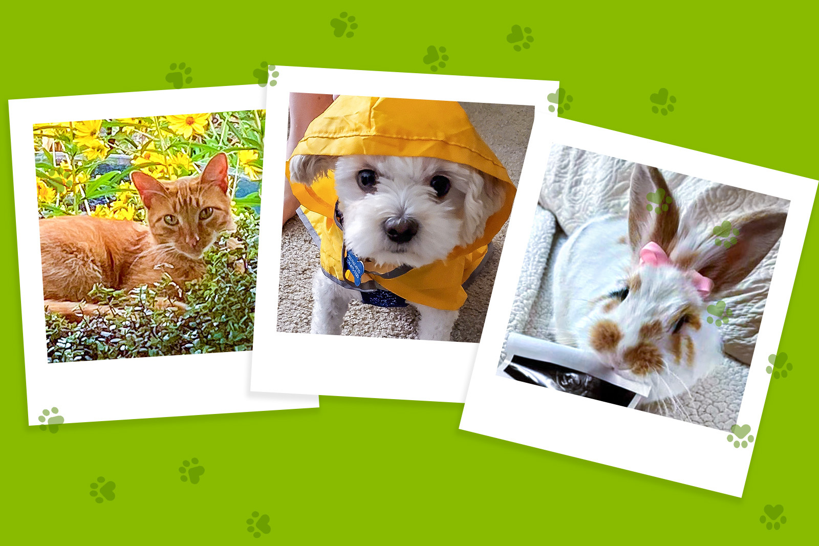 3 illustrations of a polaroid style photos containing an orange...