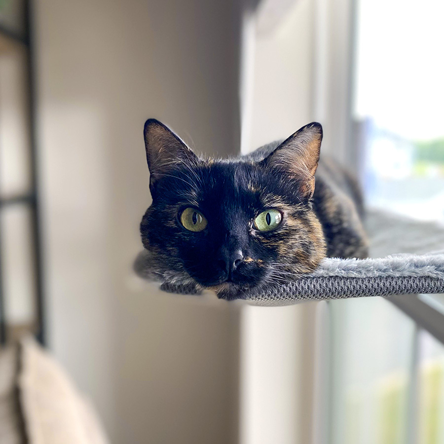 Kimchi Shiver-edit-900×900