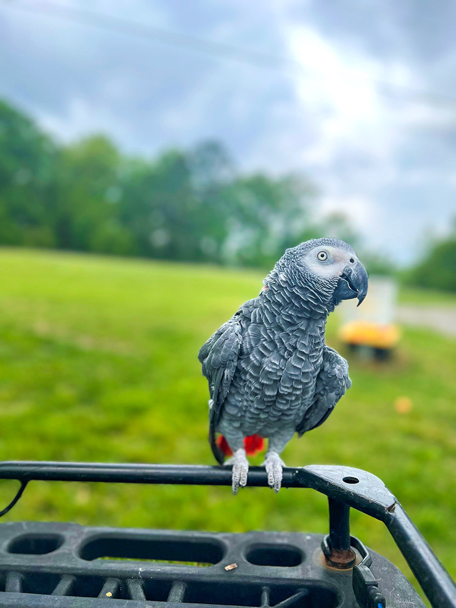 Kiwi Noble-edit-900×1200