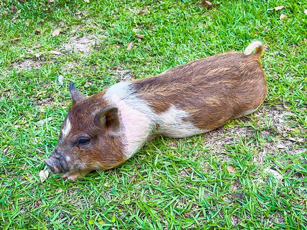 Bacon Coats-edit-1200×900