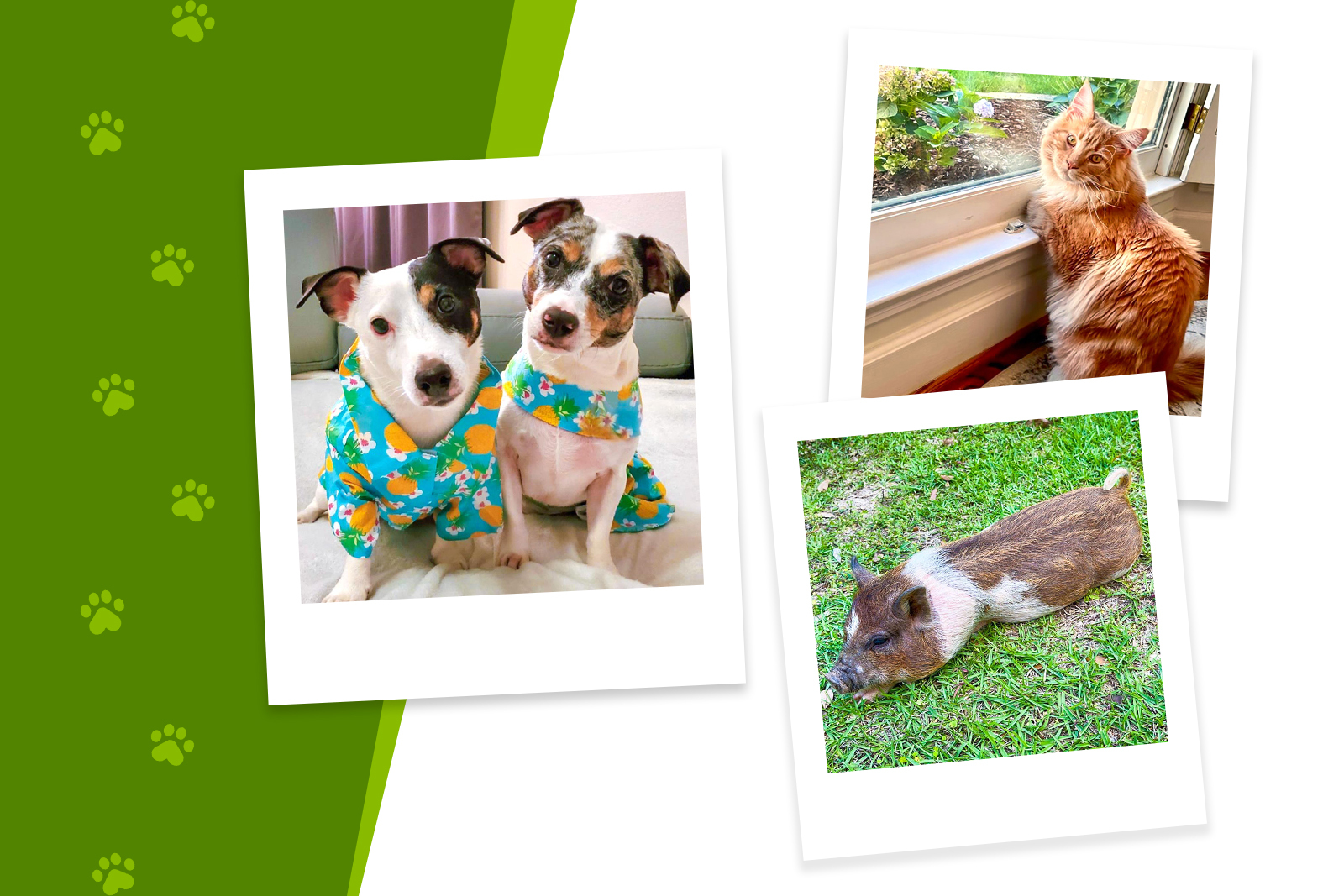 Polaroid photos of two dogs, a cat and a pig.