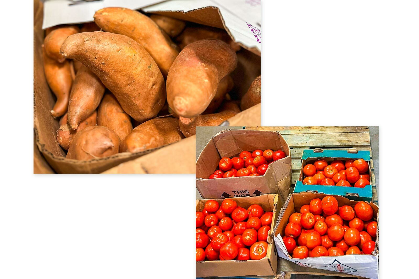 Sweet potatoes and tomatoes donated to food bank 