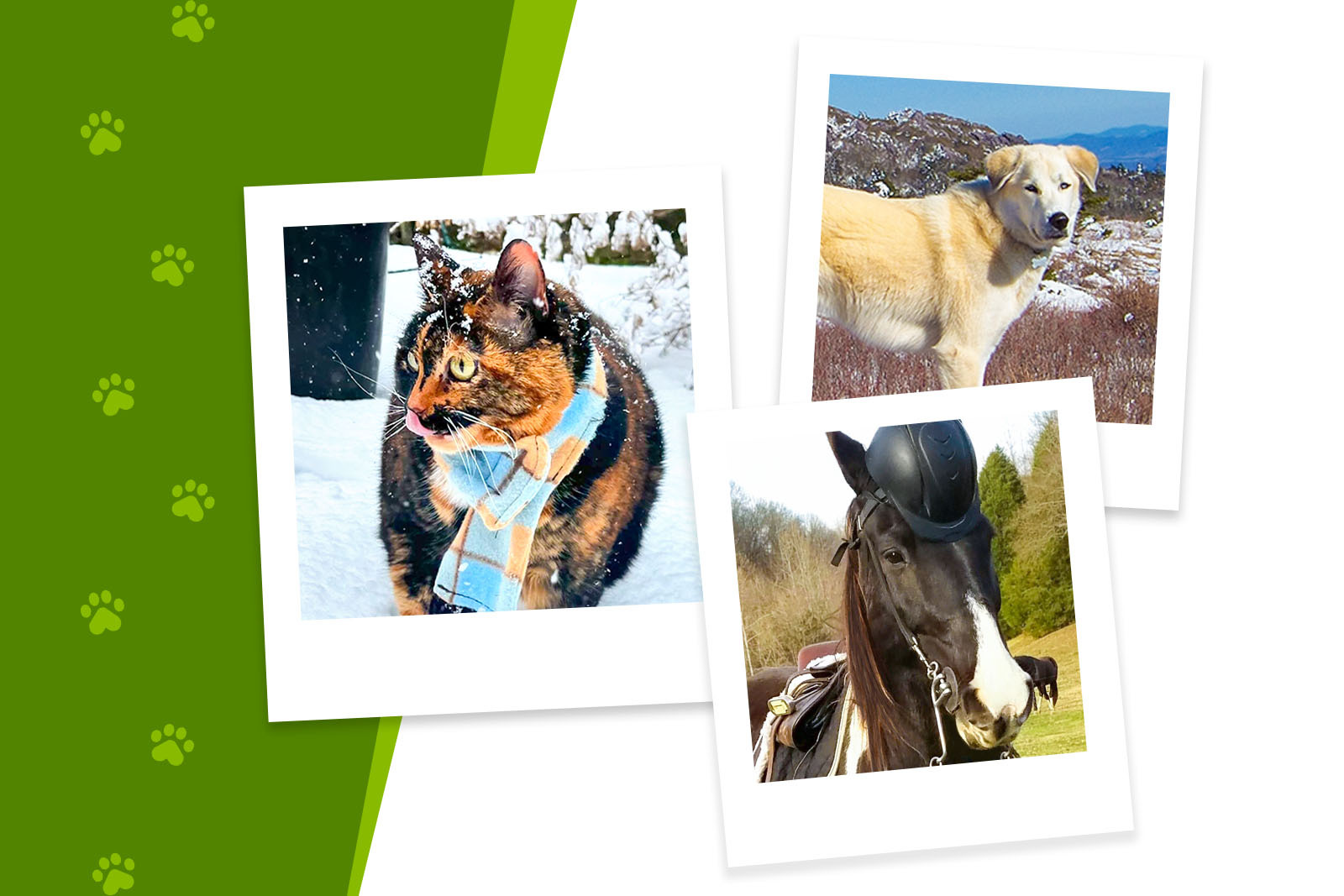 3 photos inside illustrated Polaroid frames. The first photo is...