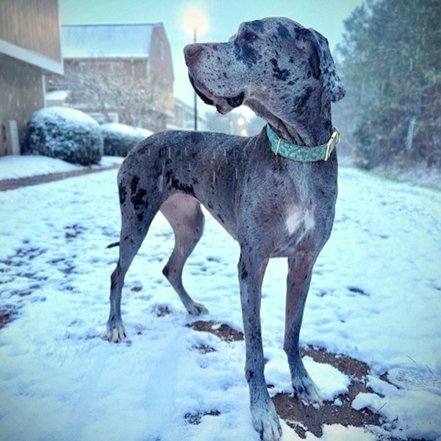 She is a 6-year-old, 145-pound Great Dane and she loves the snow, but Bella is a huge lap dog and, previously, an emotional support animal. This was her playing in the snow during our latest snowstorm.