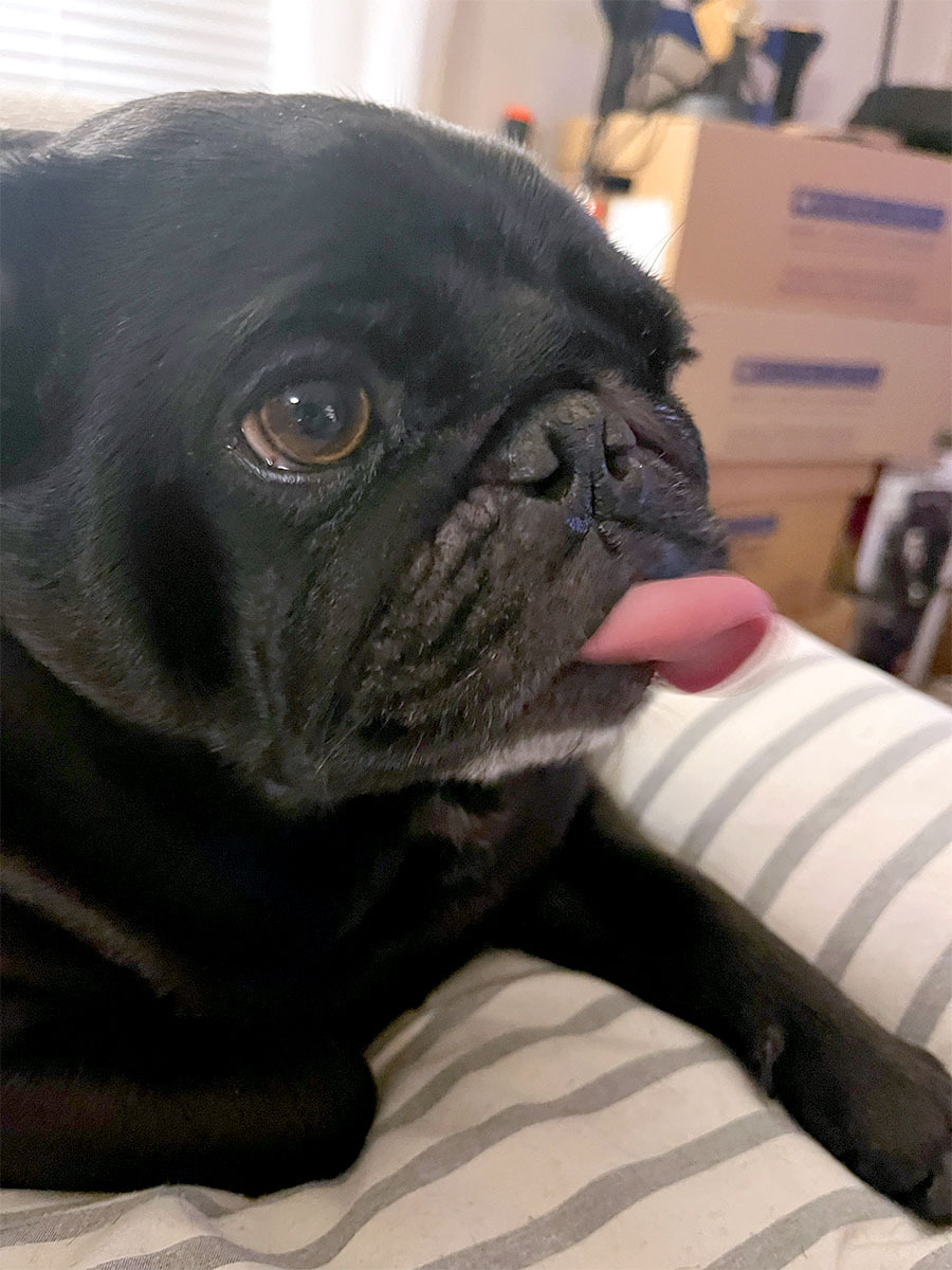 Jacob is an almost 8-year-old pug, and we have had him since he was 8 weeks old. He is like a child to me and the absolute best dog. He has the funniest, best personality and the biggest heart