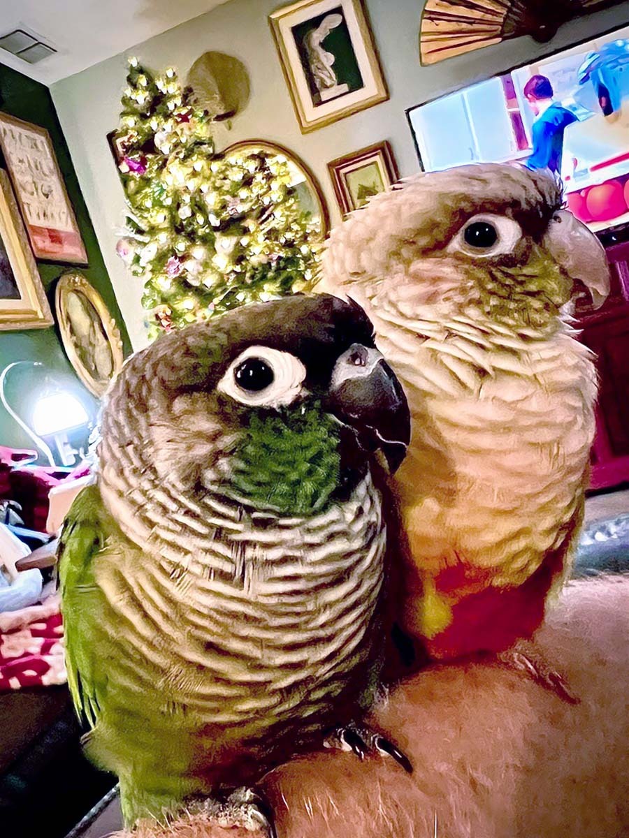 Two conures, Pepper and Bean love to cuddle and eat things they aren’t allowed to have!