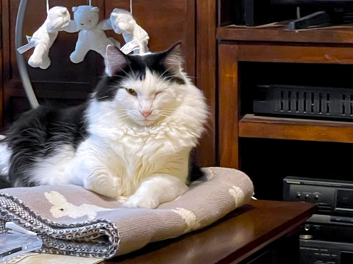 Sassy Girl is special because she knows when I need her to sit with me, if I am upset, or have had a bad day. She also loves to talk to me and share my milk.