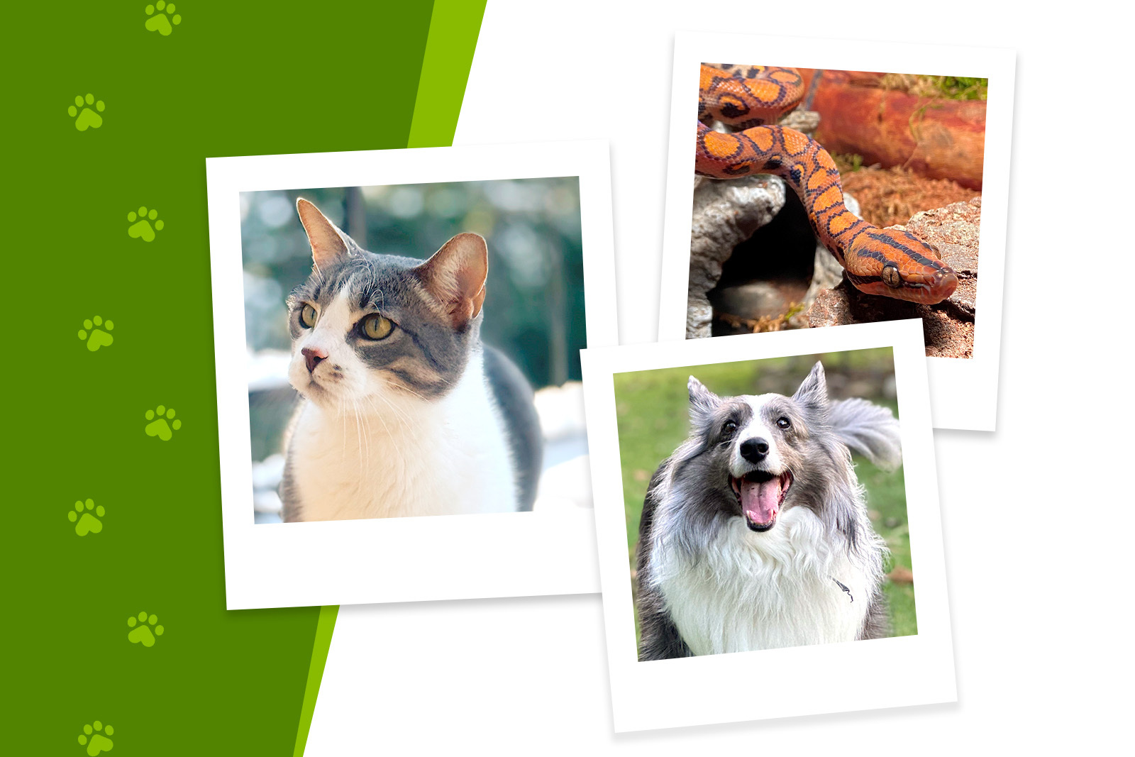 Collage of polaroid style photos of a gray and white...