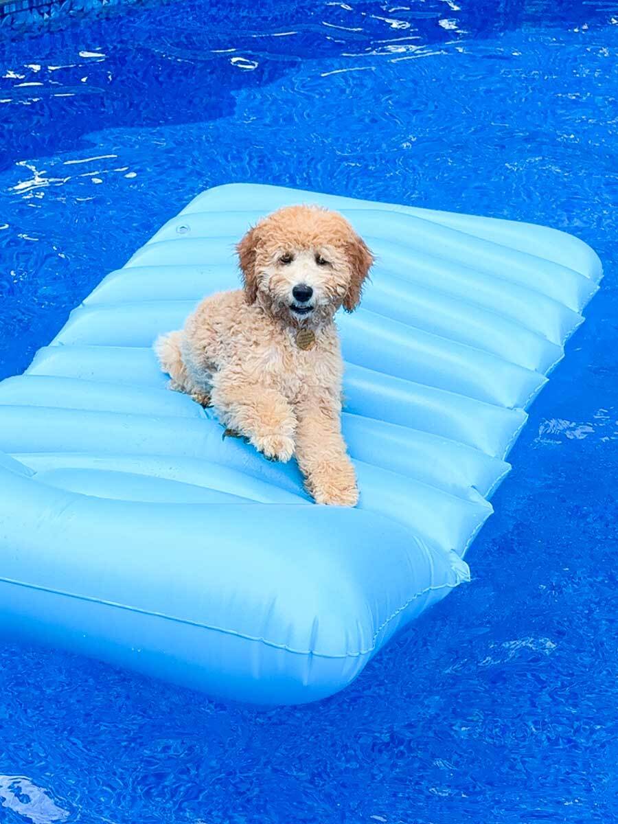 Perched on a float in the middle of the pool, Piper couldn’t wait for the cold weather to be gone! Her favorite thing to do is lounge on the pool float or swim. When she isn’t out swimming Piper loves going on car rides, playing tug-o-war and fetch! The sweetest girl!