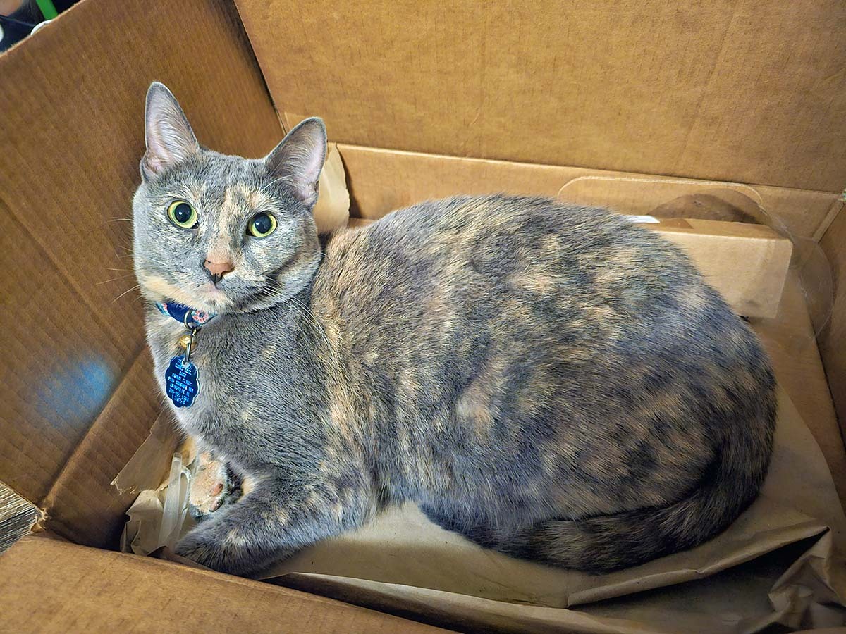 Smudge rules the roost, even with our 100-pound dog, Saban, around.