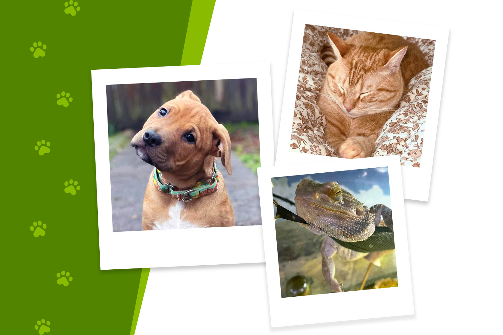 Collage of polaroid style photos of a brown puppy with...