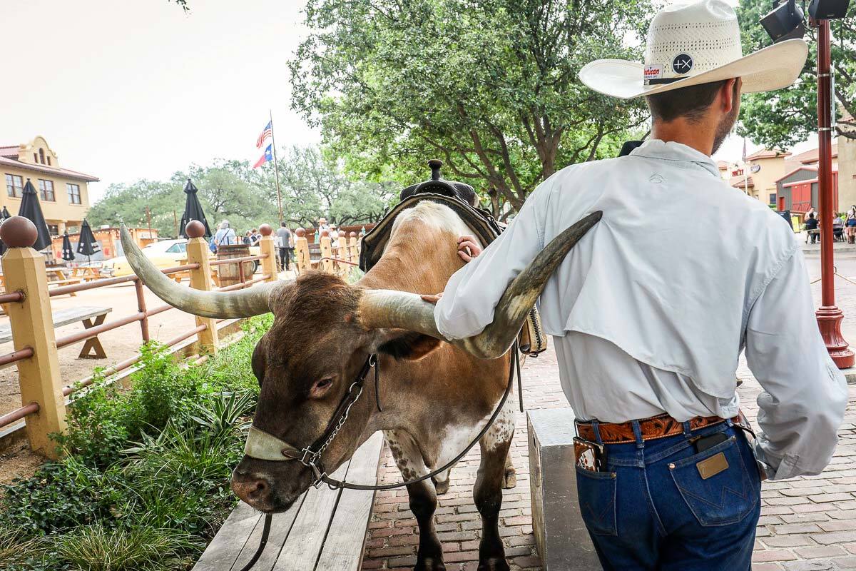 Big Jake waits patiently as Kaleb Sanders helps a Stockyard tourist prepare to climb aboard the beloved longhorn celebrity.