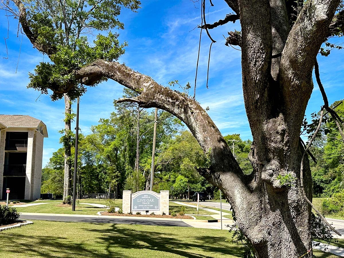 Live Oak entrance sign in the distance with a large oak tree in the forground. 