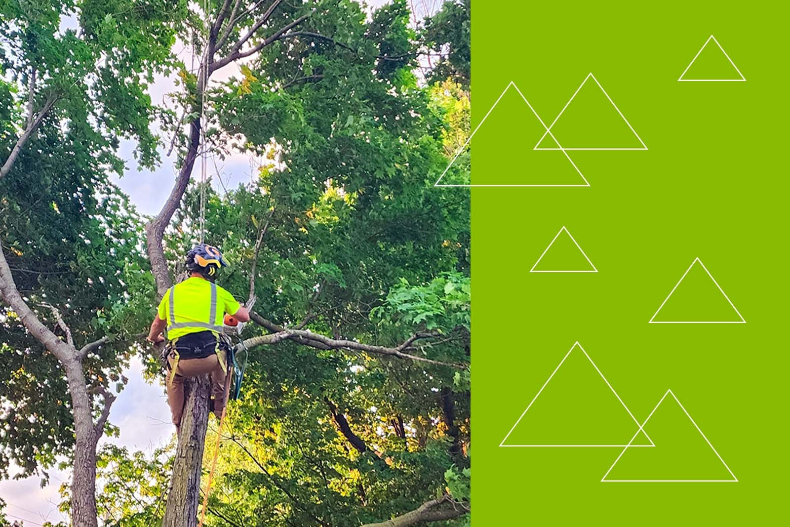 Modern Tree Solutions worker in tree with safety gear.