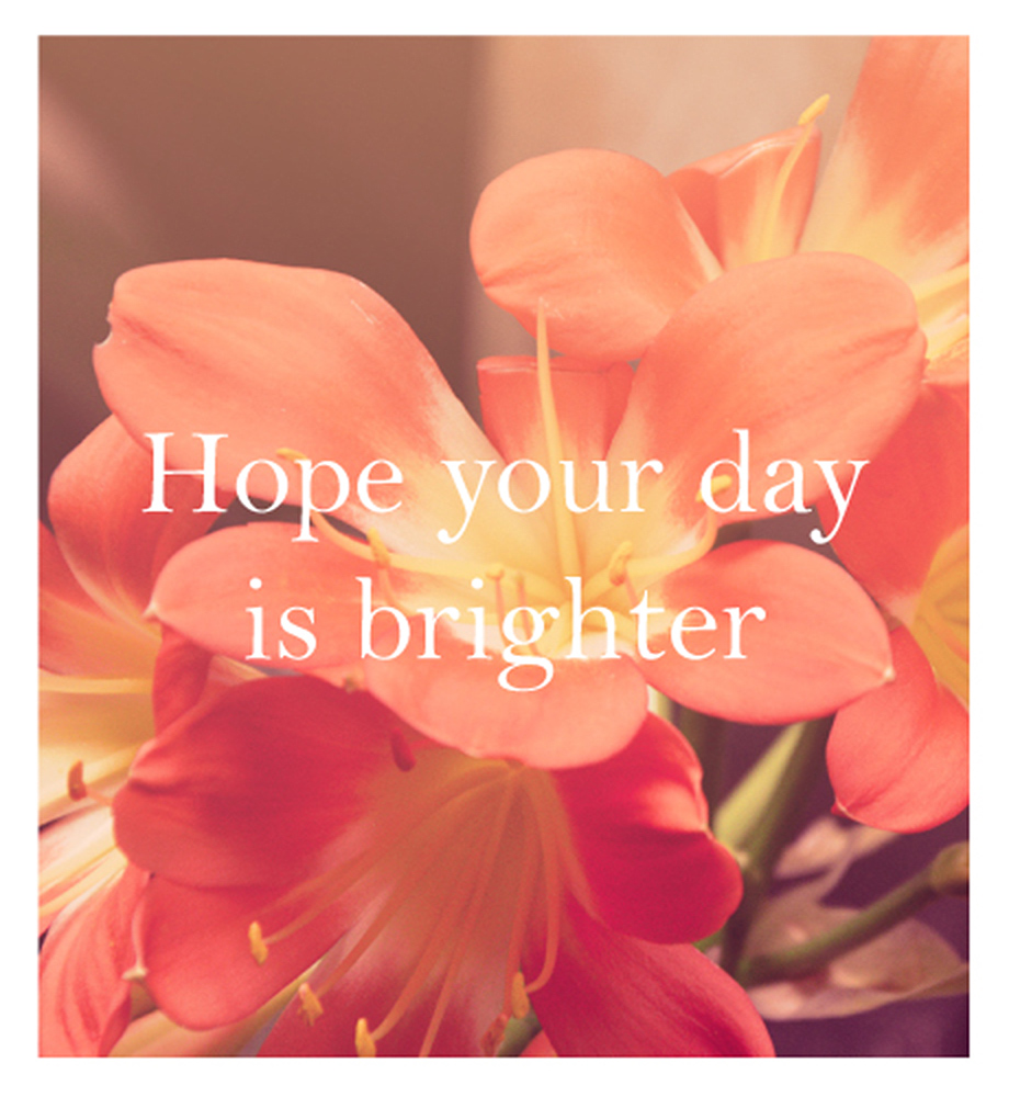 Close up of flowers. Text: Hope your day is brighter.