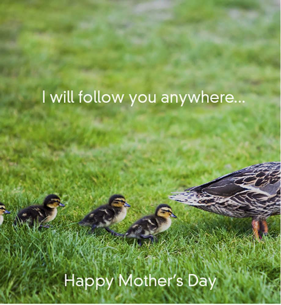Ducklings following mother. Text: I will follow you anywhere. Happy Mother's Day.