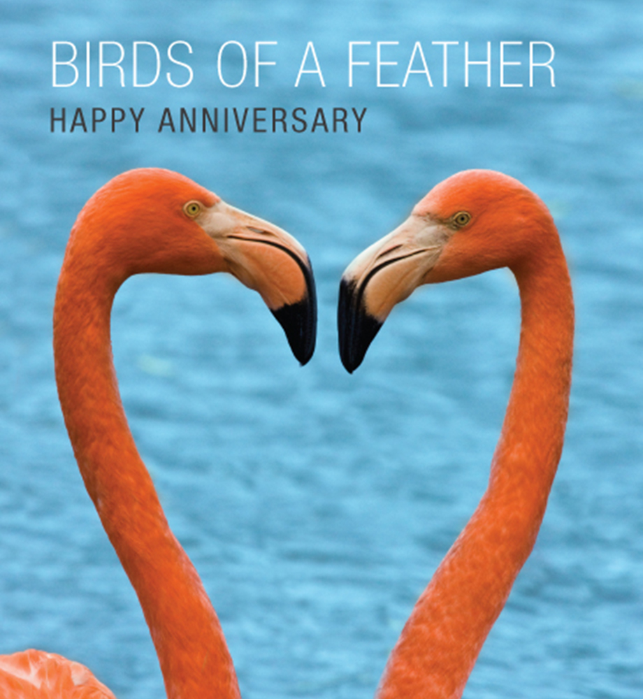Two flamingos standing in front of each other making a heart shape. Text: Birds of a feather. Happy anniversary.