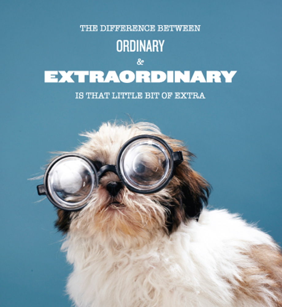 Small dog with glasses on. Text: The difference between ordinary and extraordinary is that little bit of extra.