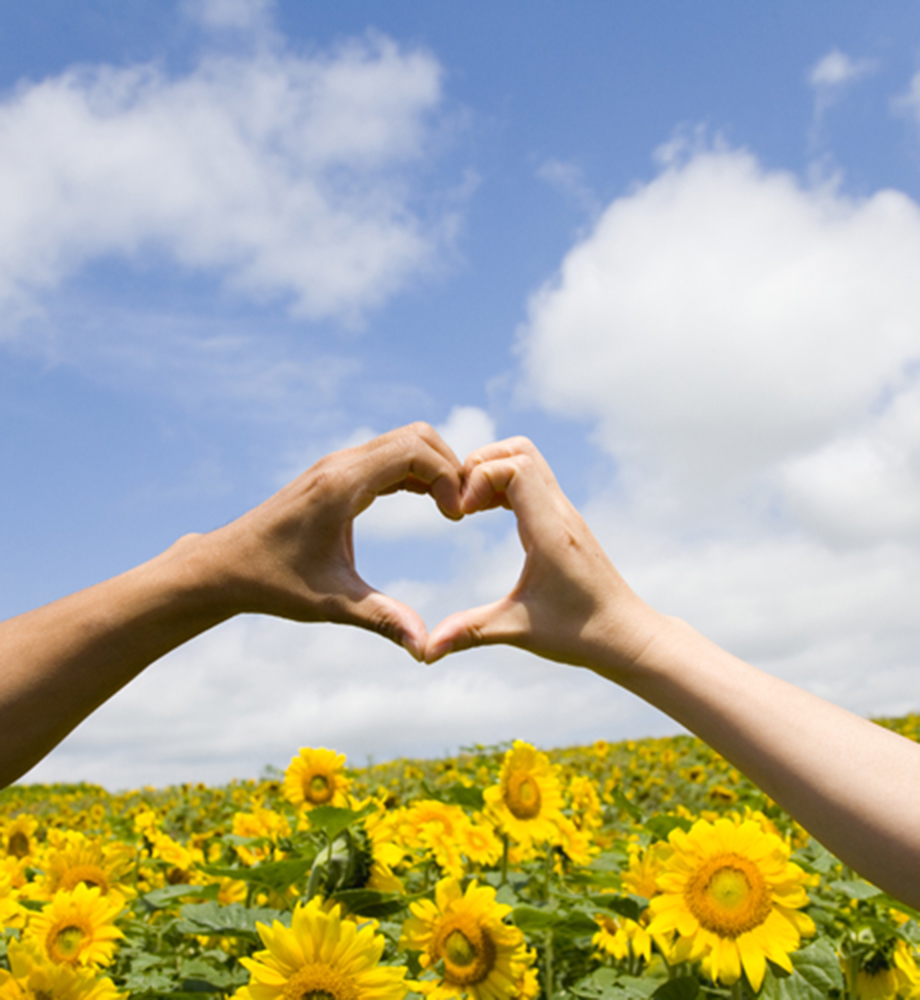 Two hands making heart shape in front of sunflower field.