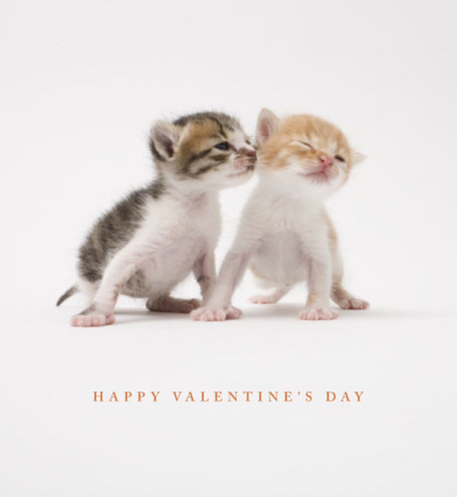 Two kittens. Text: Happy Valentine's Day.