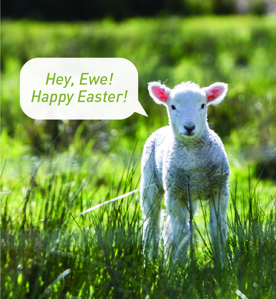 Lamb standing in grass with speech bubble that reads "Hey, Ewe, Happy Easter".